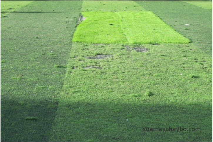 Sửa cỏ nhân tạo sân bóng đá