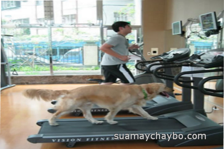 Trào lưu mua máy chạy bộ cho vật nuôi thú cưng tại nhà